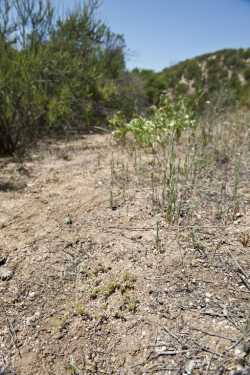 Straight-awned spineflower (Chorizanthe rectispina) habitat, In chaparral openings in coarse, sandy soils, Highway 58, San Luis Obispo County, April 26, 2013. Photo © 2013 Chris Winchell. Straight-awned spineflower (Chorizanthe rectispina) habitat, In chaparral openings in coarse, sandy soils, Highway 58, San Luis Obispo County, April 26, 2013. Photo © 2013 Chris Winchell.